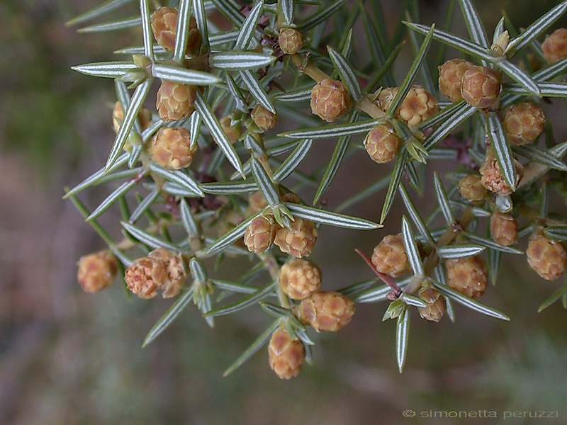 Juniperus oxycedrus L. -  Ginepro ossicedro